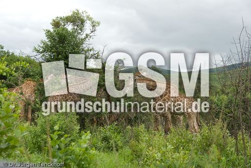 Giraffe (84 von 94).jpg